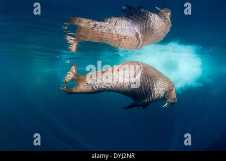 Kanada, Territorium Nunavut, Unterwasser-Blick von Walross (Odobenus Rosmarus) schwimmen in der Nähe von Eisbergen in gefrorene Meerenge an der Hudson Bay Stockfoto