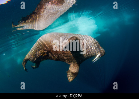 Kanada, Territorium Nunavut, Unterwasser-Blick von Walross (Odobenus Rosmarus) schwimmen in der Nähe von Eisbergen in gefrorene Meerenge an der Hudson Bay Stockfoto