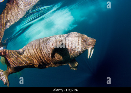 Kanada, Territorium Nunavut, Unterwasser-Blick von Walross (Odobenus Rosmarus) schwimmen in der Nähe von Eisbergen in gefrorene Meerenge an der Hudson Bay Stockfoto