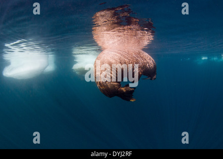 Kanada, Territorium Nunavut, Unterwasser-Blick von Walross (Odobenus Rosmarus) rollt sich beim Ausruhen in der Nähe von Eisbergen in Frozen-Straße Stockfoto