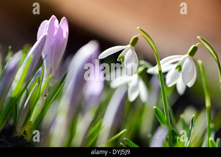 Frühlingsboten, Kleines Schneeglöckchen (Galanthus Nivalis) Und Krokusse (Crocus Vernus) Stockfoto