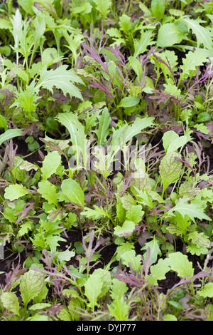 Gemischter Salat Blätter wachsen in einem Gemüsegarten. Stockfoto