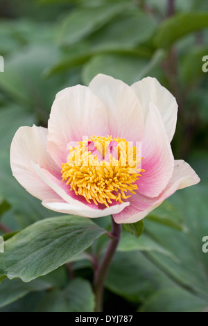 Paeonia Mascula Blume. Wilde Pfingstrose Blume. Stockfoto