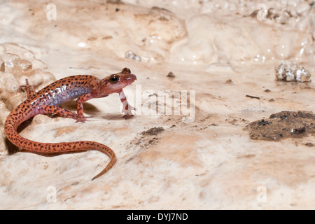 Höhle entdeckt-tailed Salamander Stockfoto