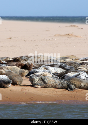 Kegelrobben in der Sonne am Strand im Dorf von Newburgh, Aberdeenshire, Schottland, Großbritannien Stockfoto