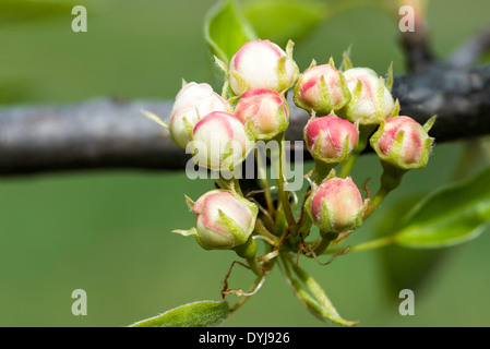 Rote und weiße Knospen der Obstbaum, wie Birne, Apfel, Mandel oder Kirsche, auf einem Ast im Frühjahr unter der Sonne Stockfoto