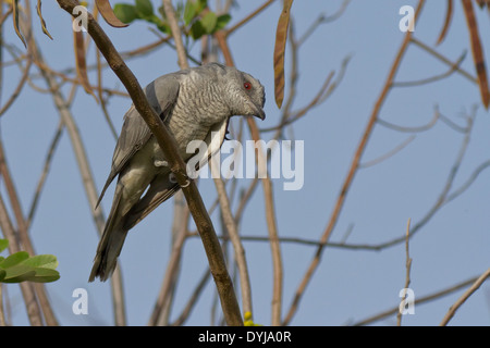 Große Cuckooshrike (Coracina Macei) putzen Stockfoto