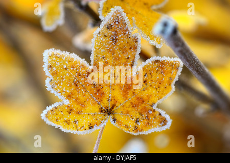 Herbstliche Blätter mit Raureif, Herbstliches Blatt Mit Raureif, Frost Stockfoto