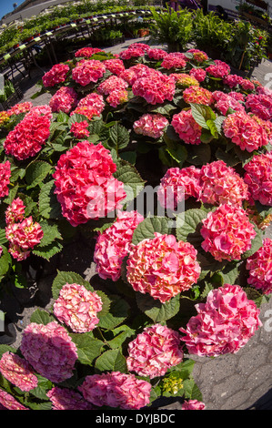 Hortensien zum Verkauf stand ein Bauer in der Union Square Greenmarket in New York Stockfoto