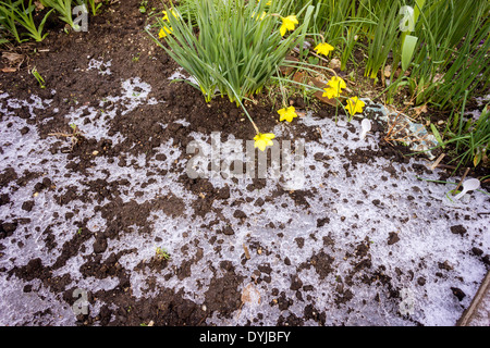 Trotz Narzissen in voller Blüte ein Grundstück in einem Gemeinschaftsgarten zeigt die Überreste der letzten Nacht Schnee und Frost Stockfoto