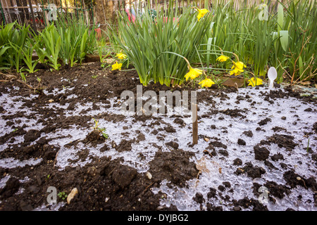 Trotz Narzissen in voller Blüte ein Grundstück in einem Gemeinschaftsgarten zeigt die Überreste der letzten Nacht Schnee und Frost Stockfoto