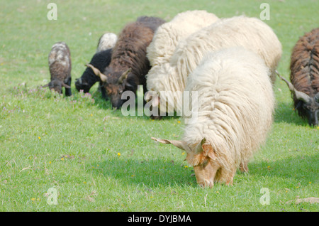 Ungarische Racka Schafe führen die Beweidung in einem grünen Feld Stockfoto