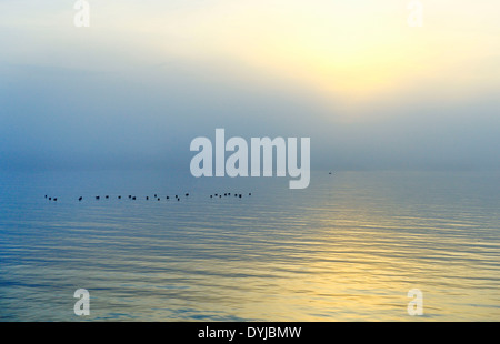 Raummotive Bei Nebel an der Elbe in Kirchwerder, Hamburg, Deutschland, Europa Stockfoto