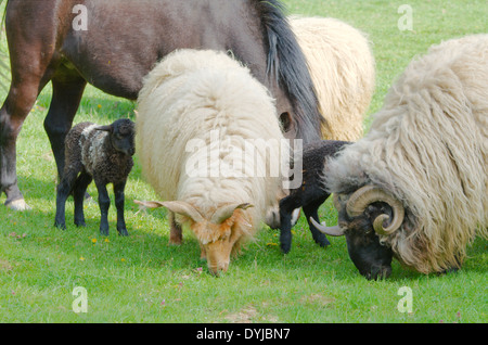 Bauernhoftiere grasen auf der grünen Wiese Stockfoto