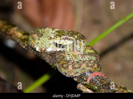 Wimpern Viper, Corcovado Nationalpark, Costa Rica Stockfoto