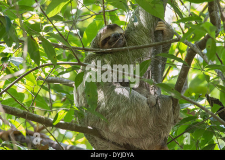 Brown-throated Dreifingerfaultier (Bradypus Variegatus) in einem Baum, Manuel Antonio, Costa Rica Stockfoto