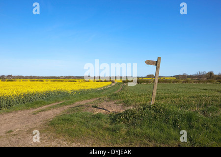 Eine hölzerne öffentlichen Fußweg Schild weist uns den Weg zwischen den landwirtschaftlichen Nutzpflanzen der Yorkshire Wolds Landschaft im Frühling. Stockfoto