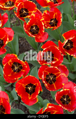 Tulipa. Darwin Tulpe "Banja Luka" Blumen Stockfoto