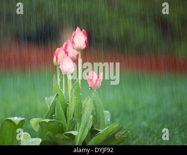 Foto der Blüte rosa Tulpen im Frühling Zeit Starkregen mit grünem Rasen und rötlichen Rinde im Hintergrund Stockfoto