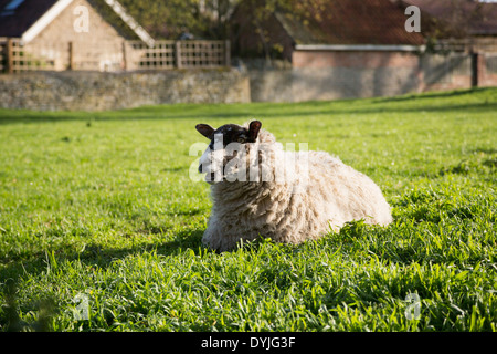 Schafe und Lämmer in einem Feld in Northamptonshire, England UK Stockfoto