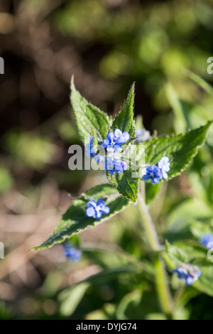 Grün Alkanet, Pentaglottis Sempervirens (Boraginaceae) eingebürgert durch einen Feldweg im April, Northamptonshire UK Stockfoto
