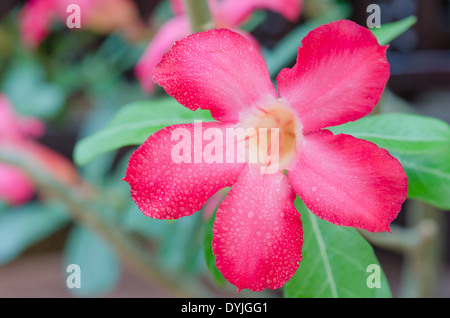 Nahaufnahme der Blüte Impala Lily Adenium - Desert Rose Stockfoto