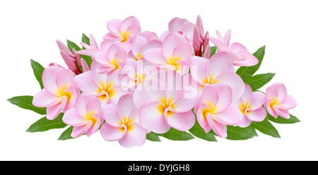 Frangipani, Pumeria, Frangipanni, isoliert auf weißem Hintergrund Stockfoto