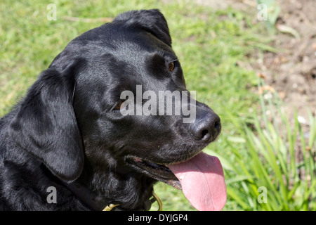 Black Labrador Retriever, keuchend mit Zunge heraus mit einem Hintergrund des Grases. Stockfoto