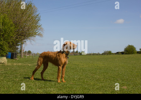 Magyar Vizsla in eine stolze Haltung, umgeben von grünen Wiesen und blauem Himmel und ein Baum Stockfoto