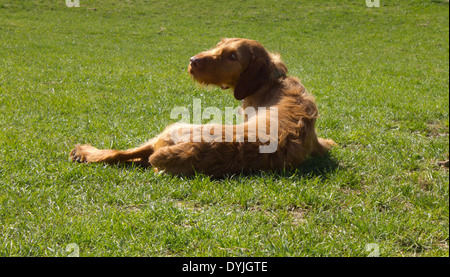 Magyar Vizsla Verlegung in Grasgrün Stockfoto