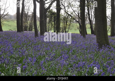 West Tisted, Hampshire, UK. 19. April 2014. Weite des Glockenblumen Carpetting einem Wald in der Nähe von West Tisted Hampshire, Landschaft, Uk, am Morgen des 19. April 2014 aufgenommen. Bildnachweis: Flashspix/Alamy Live-Nachrichten Stockfoto