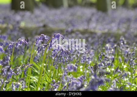 West Tisted, Hampshire, UK. 19. April 2014. Weite des Glockenblumen Carpetting einem Wald in der Nähe von West Tisted Hampshire, Landschaft, Uk, am Morgen des 19. April 2014 aufgenommen. Bildnachweis: Flashspix/Alamy Live-Nachrichten Stockfoto