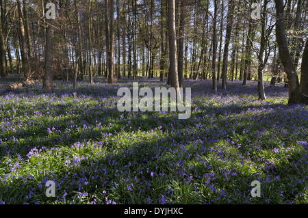 West Tisted, Hampshire, UK. 19. April 2014. Weite des Glockenblumen Carpetting einem Wald in der Nähe von West Tisted Hampshire, Landschaft, Uk, am Morgen des 19. April 2014 aufgenommen. Bildnachweis: Flashspix/Alamy Live-Nachrichten Stockfoto