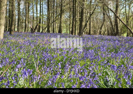 West Tisted, Hampshire, UK. 19. April 2014. Weite des Glockenblumen Carpetting einem Wald in der Nähe von West Tisted Hampshire, Landschaft, Uk, am Morgen des 19. April 2014 aufgenommen. Bildnachweis: Flashspix/Alamy Live-Nachrichten Stockfoto