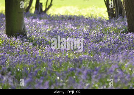 West Tisted, Hampshire, UK. 19. April 2014. Weite des Glockenblumen Carpetting einem Wald in der Nähe von West Tisted Hampshire, Landschaft, Uk, am Morgen des 19. April 2014 aufgenommen. Bildnachweis: Flashspix/Alamy Live-Nachrichten Stockfoto