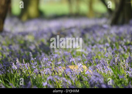 West Tisted, Hampshire, UK. 19. April 2014. Weite des Glockenblumen Carpetting einem Wald in der Nähe von West Tisted Hampshire, Landschaft, Uk, am Morgen des 19. April 2014 aufgenommen. Bildnachweis: Flashspix/Alamy Live-Nachrichten Stockfoto