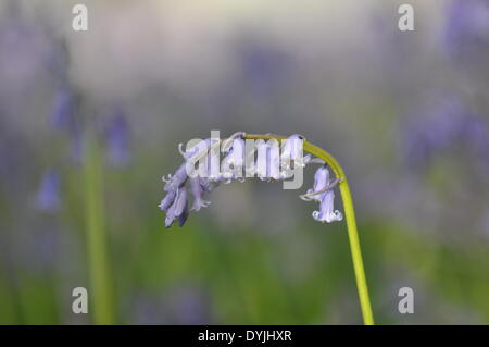 West Tisted, Hampshire, UK. 19. April 2014. Weite des Glockenblumen Carpetting einem Wald in der Nähe von West Tisted Hampshire, Landschaft, Uk, am Morgen des 19. April 2014 aufgenommen. Bildnachweis: Flashspix/Alamy Live-Nachrichten Stockfoto