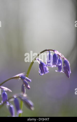 West Tisted, Hampshire, UK. 19. April 2014. Weite des Glockenblumen Carpetting einem Wald in der Nähe von West Tisted Hampshire, Landschaft, Uk, am Morgen des 19. April 2014 aufgenommen. Bildnachweis: Flashspix/Alamy Live-Nachrichten Stockfoto