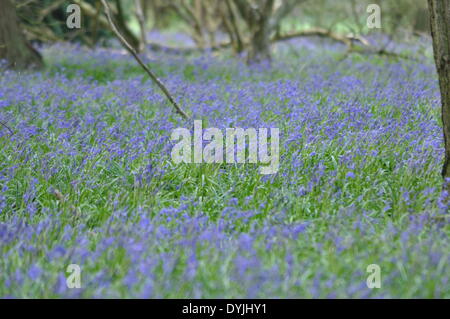 West Tisted, Hampshire, UK. 19. April 2014. Weite des Glockenblumen Carpetting einem Wald in der Nähe von West Tisted Hampshire, Landschaft, Uk, am Morgen des 19. April 2014 aufgenommen. Bildnachweis: Flashspix/Alamy Live-Nachrichten Stockfoto