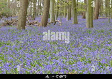 West Tisted, Hampshire, UK. 19. April 2014. Weite des Glockenblumen Carpetting einem Wald in der Nähe von West Tisted Hampshire, Landschaft, Uk, am Morgen des 19. April 2014 aufgenommen. Bildnachweis: Flashspix/Alamy Live-Nachrichten Stockfoto