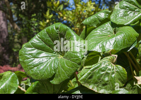 Riesige Leopard Pflanze, Ligularia GIGANTEA in Mercer botanischen Gärten. Stockfoto