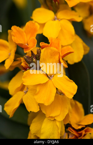Orange-gelben Wegrauke Blüten. Mauerblümchen im Garten. Stockfoto