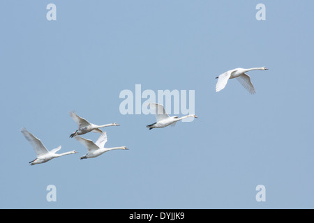 Fliegende Schwäne Stockfoto