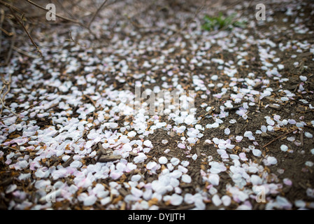 WASHINGTON DC – gefallene Kirschblüten bedecken den Boden in der Nähe des Tidal Basin und signalisieren das Ende der Blütezeit. Dieses Vorkommen markiert den Übergang von der Frühlingsblüte zur Ankunft grüner Blätter an den Bäumen. Die blühenden Kirschbäume waren ein Geschenk aus Japan im Jahr 1912. Stockfoto