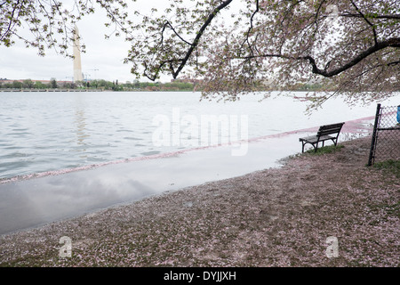 WASHINGTON DC – gefallene Kirschblüten bedecken den Boden und schweben im Wasser des Gezeitenbeckens, wobei das Washington Monument in der Ferne sichtbar ist. Die Blütezeit endet am Ende der Blütezeit, wenn neue grüne Blätter auf den blühenden Kirschbäumen auftauchen. Stockfoto