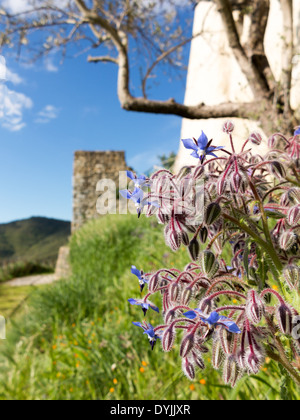 Borretsch (Borrango Officinalis), bekannt als starflower Stockfoto