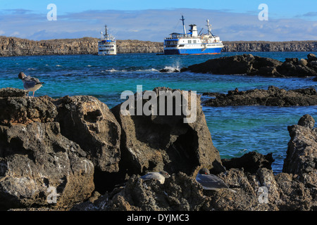 Zwei Exploration Kreuzfahrtschiffe sind in die Kraterlagune auf Genovesa Island, Galapagos-Inseln, Ecuador verankert. Stockfoto