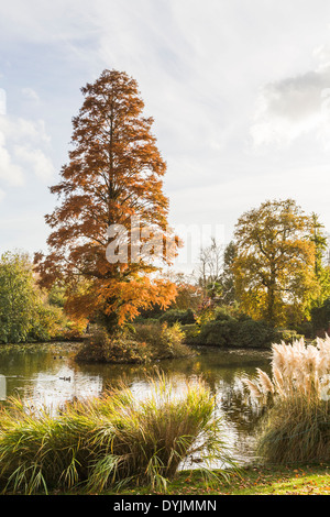 Zierpampagras (Cortaderia selloana) am Rande eines Teiches am Wakehurst Place, Ardingly, West Sussex, UK mit Bäumen in Herbstfarben gepflanzt Stockfoto