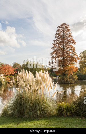 Zierpampagras (Cortaderia selloana) am Rande eines Teiches am Wakehurst Place, Ardingly, West Sussex, UK mit Bäumen in Herbstfarben gepflanzt Stockfoto