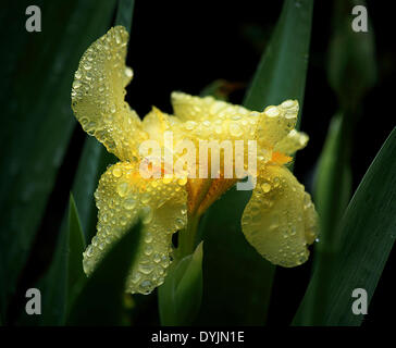 South Carolina, USA. 19. April 2014. Blumen im Regen 19. April 2014 Columbia South Carolina Foto von Catherine Brown/Alamy Live News Stockfoto